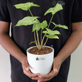 Syngonium Randy, with 5.5 inches white decor pot